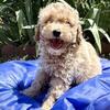 Miniature Poodle MALE