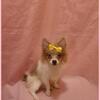 Pomeranian-Female- Sydney