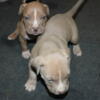 Xl American Bully Pups