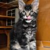 tortoiseshell maine coon kitten for sale