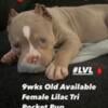 ABKC reg Available lilac Tri Female Pocket Bully