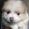 Rare Gray Marbled Eyes Lavender Parti Male Pomeranian Health Guarantee Heartshape Nose Sweet Friendly Playful Adorable