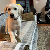 Lab/Pyrenees Puppy