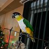 Caique Parrot - Very friendly