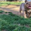 Lilac Tri Female English Bulldog (Zoey) - PET HOME ONLY