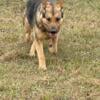 Beautiful 2 yr old German shepherd female 