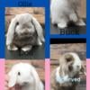 Holland lops looking for a new home