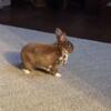 10 year old Rex rabbit needs rehomed