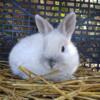 Blue Point Marten Netherland Dwarf Bunny