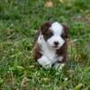 AKC Registered Miniature American Shepherd Puppies