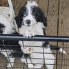 Double doodle puppies 