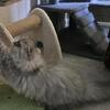 Sweet persian kittens