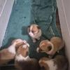 Cardigan corgi's