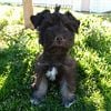 Pretty Puppies, Miniature Schnauzer Queen Creek, Arizona area