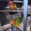 Hand fed Sun Conures