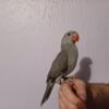 Indian Ringneck Babies