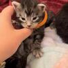 MAINE COON KITTENS GORGEOUS text 980-616-0077