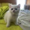 Scottish Fold kittens