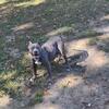 8 week XL American Bully Pups Available!!