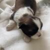 Gorgeous male shih tzu puppy