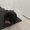 ❤️ Loving French Bulldog Puppy Looking for a New Home ❤️