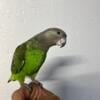 Brown head parrot 