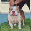 American Bully Direct Golden Child Son