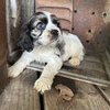 Cocker spaniels