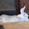 Female - Flemish Giant Rabbit for sale