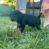 Jagd terrier pups ukc