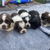 Shih Tzu Puppies