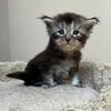 "SHAUNA" female classic black tabby Maine Coon, TICA registered