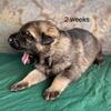 German Shepherd puppies