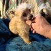 Beautiful Chinese crested puppies male and female