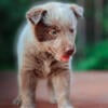 ASDR registered Chocolate Australian Cattle Dogs