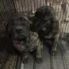 English mastiff puppies