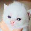 3 month old,  pure bred persian kittens, white, tuxedo, orange/red/ginger and white mix color