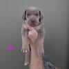 Akc great dane pups