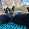 New Zealand Rabbits (Show Quality)