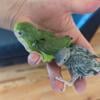 PARROTLETS I'm located in Manhattan.