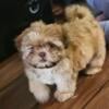 Rehoming female shihtzu