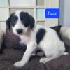 Jackapoo puppies two boys available