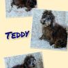 hoobly cleveland ohio pets