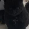 Beautiful little bears Pomeranian 