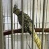 Cockatiel