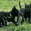 KNPV Belgian Malinois Puppies