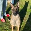 Belgian Malinois Puppy