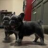 Frenchie puppies