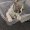 French bulldog Male Puppy