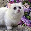 Munchkin White Female